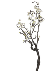 Kirschzweig 94 cm, knorrig, weig by SL