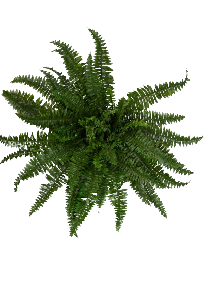 Bregnebusk – Boston, UV-bestandig 67 cm by SL