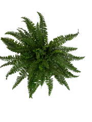 Bregnebusk – Boston, UV-bestandig 67 cm by SL