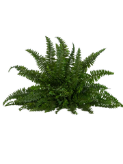 Bregnebusk – Boston, UV-bestandig 67 cm by SL