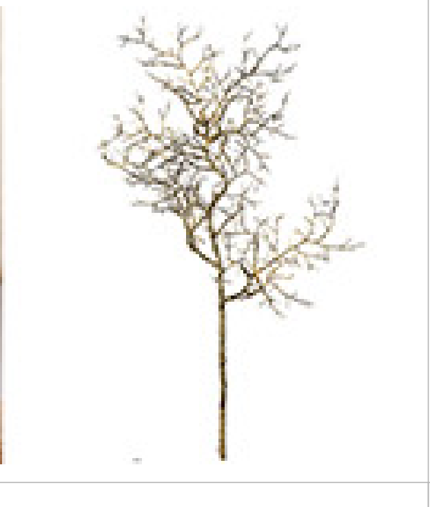 Dekorativ gren 60 cm by Gilde