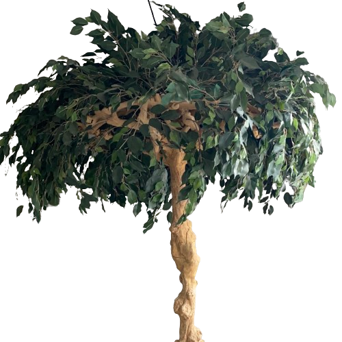 Kæmpe træ i potte – Naturtro kunsttræ til indretning by Mr. Plant