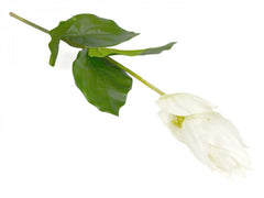 Medinilla Blomst 76 cm