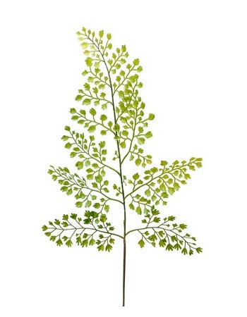 Adiantum blad 60 cm by PH