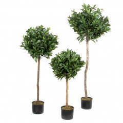 Lorbeer-Kugelbaum – Getopft, 120 cm, grün by SL