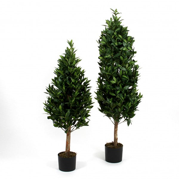 Lorbeerbaum – Getopft, 120 cm, grün by SL