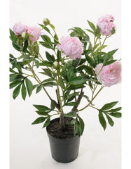Kunstig pæon i potte 80 cm lys rosa by PH