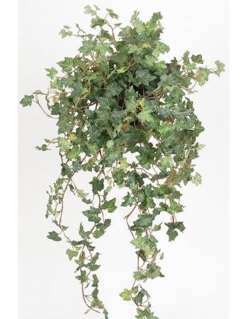 Hedera i potte 78 cm grøn by PH