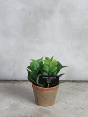 Mynte i antik terracotta potte – str. L by T&T