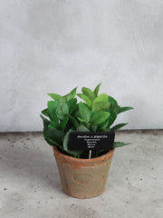 Mynte i antik terracotta potte – str. L by T&T