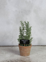 Timian i antik terracotta potte – str. L by T&T