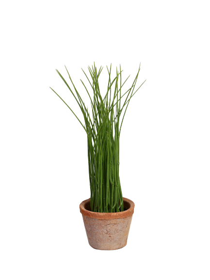 Bøfler i AT pot S by T&T