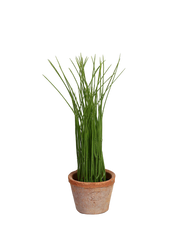 Bøfler i AT pot S by T&T