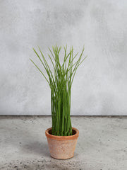 Bøfler i AT pot S by T&T