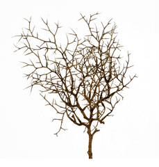 Weidenzweig 40 cm Brun dekorationsgren by SL