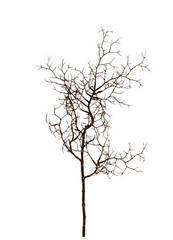 Weidenzweig 60 cm – Naturtro gren til dekoration by SL