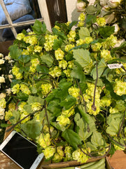 Humleranke 150 cm grøn – kunstig ranke med naturtro humleblomster by Krone 1