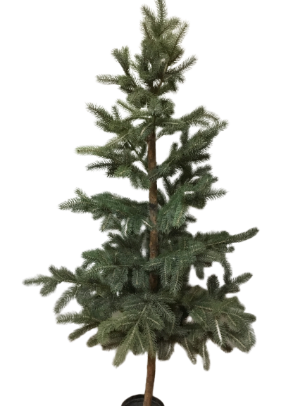 Grantræ – 185 cm by Krone 1