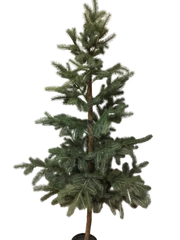 Grantræ – 185 cm by Krone 1