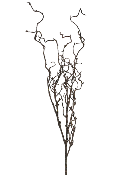 Krøllet kvist gren Dekorativ naturgren til indretning og dekoration by Collect