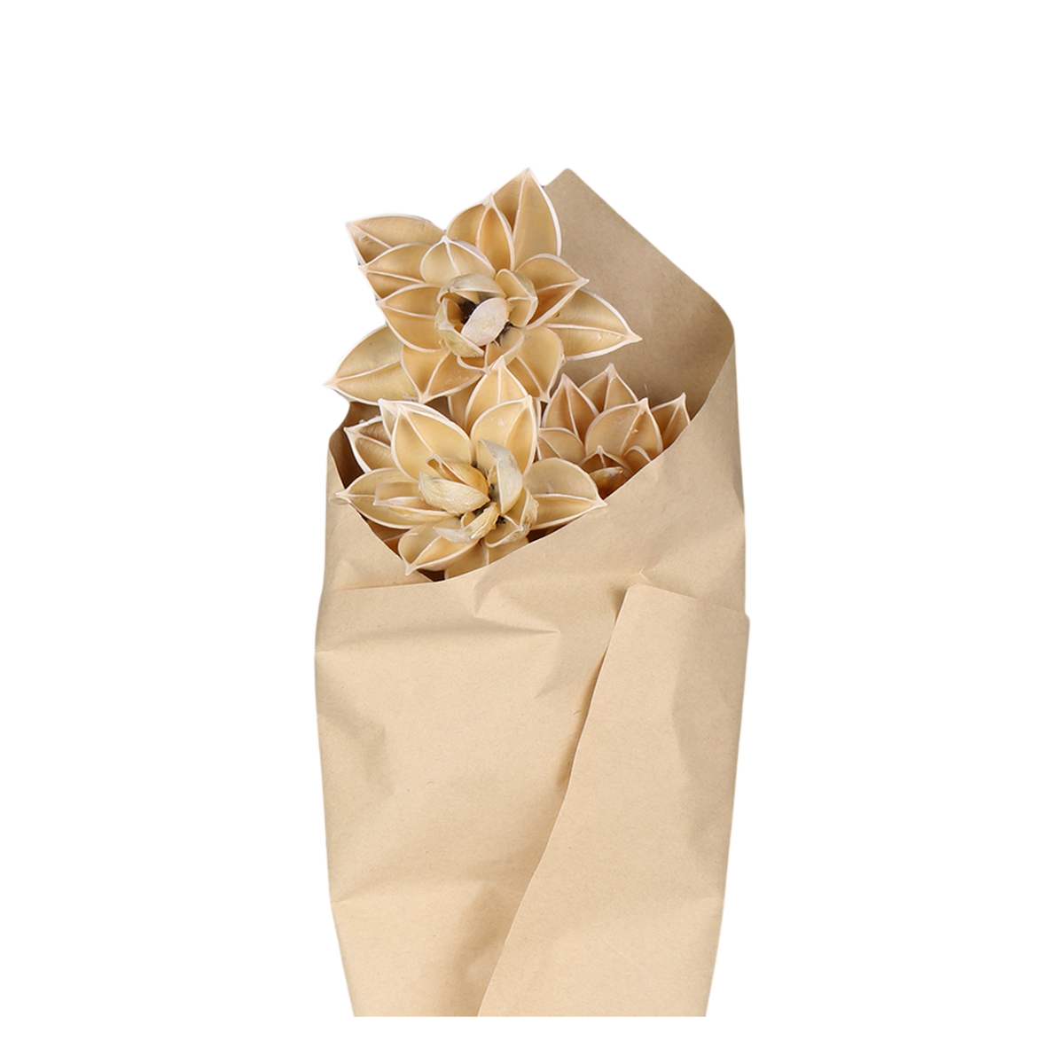 Fleur dried Dahlia Flowers H55 cm cream in brown paper