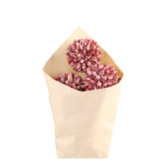Fleur dried Snowball Flowers H60 cm taupe in brown paper