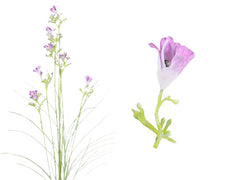 Blomstergren, 74cm, pink