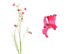 Blomstergren, 74cm, rød