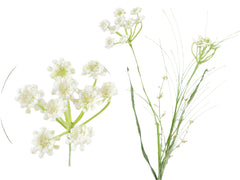 Blomstergren, 68cm, hvid