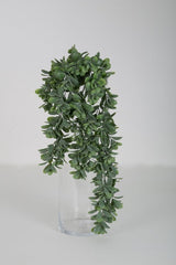 Hængeplante Crassula 74 cm