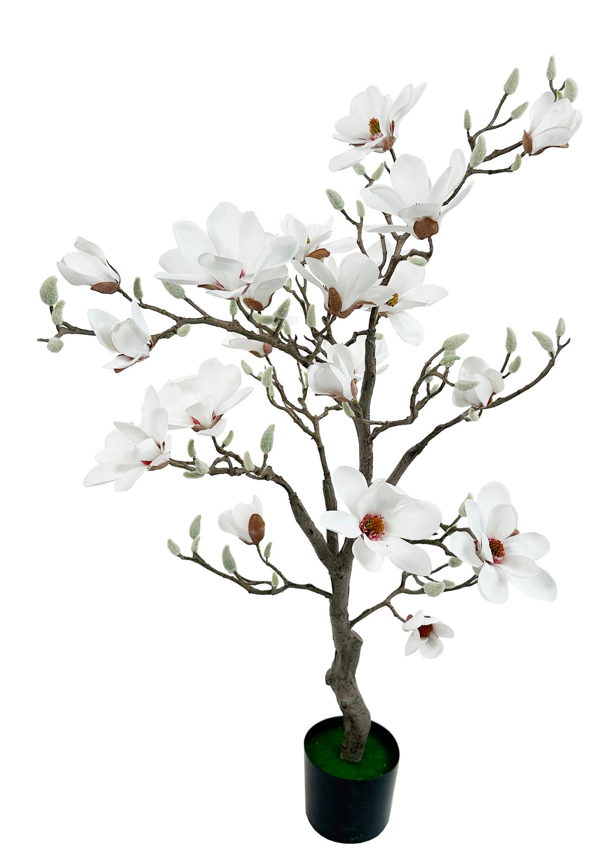 Magnolia træ i potte – Hvid, 180 cm