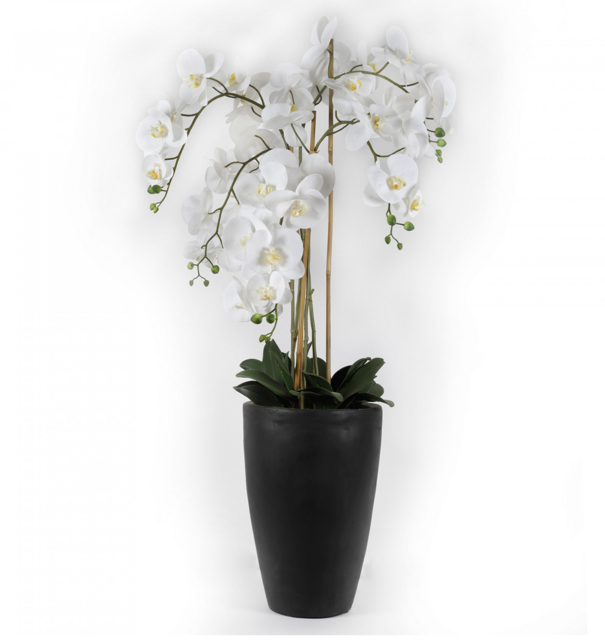 Phalaenopsis-Pflanze x 5, 127cm, getopft