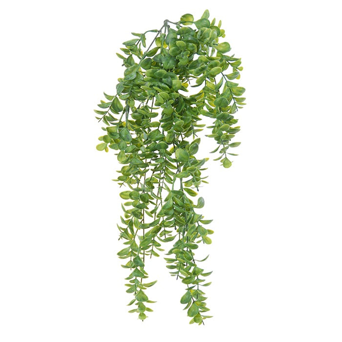 Hængeplante Crassula 74 cm