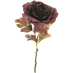 Dried rose bordeaux 62 cm