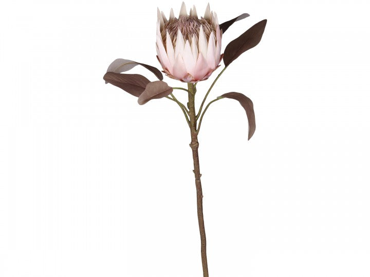 Fleur Protea Blomst, H66 cm gl. rosa