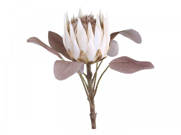 Fleur Protea Blomst, H66 cm creme