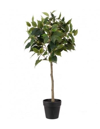 Ficus Benjamina opstammet 75 cm.