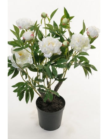 Pæon 80 cm. hvid