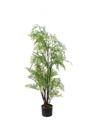Adiantum 110 cm