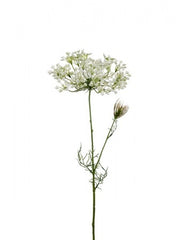 Allium 70 cm. hvid