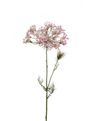 Allium 70 cm. rosa