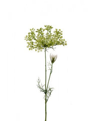 Allium 70 cm. lime
