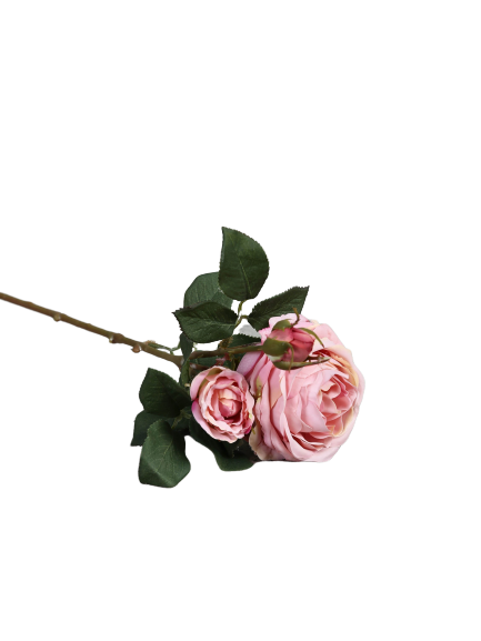 Rose "Cambridge" langstammede, 64 cm 123