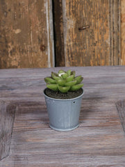 Stearinlys formet som plante 5cm høj D6 cm