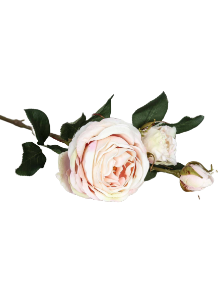 Rose "Cambridge" langstammede, 64 cm 1/