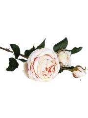 Rose "Cambridge" langstammede, 64 cm 1/