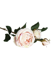 Rose "Cambridge" long-stemmed, 64 cm 1 /