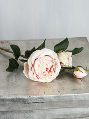 Rose "Cambridge" langstammede, 64 cm 1/
