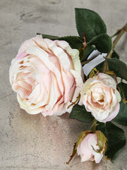 Rose "Cambridge" langstammede, 64 cm 1/