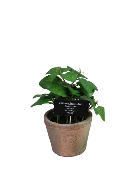 Basil i AT pot L
